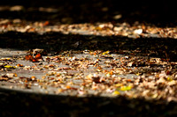 Fall Foliage 2009 121.jpg